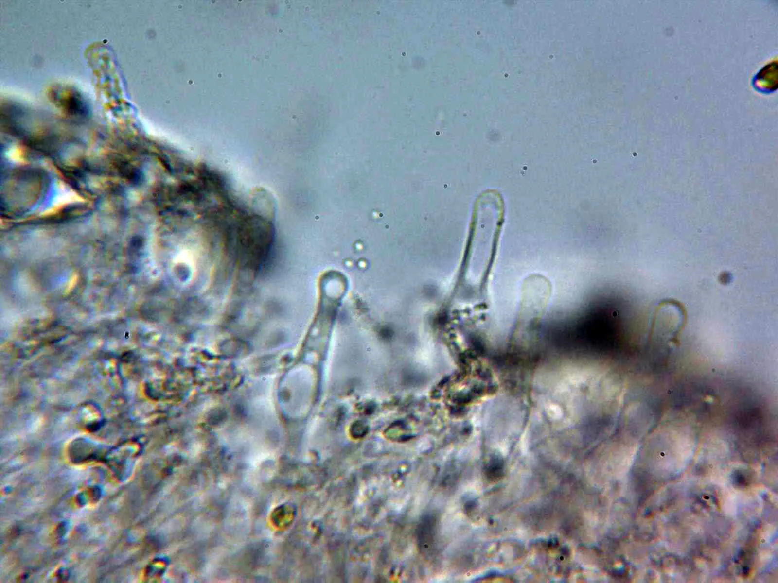 Microscopía de Pyrrhulomyces astragalinus - 10 - Cistidios arista